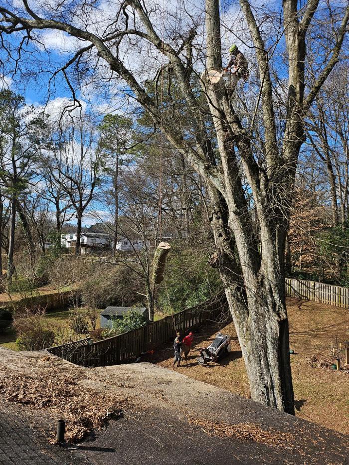 Southeast Tree - Marietta, GA