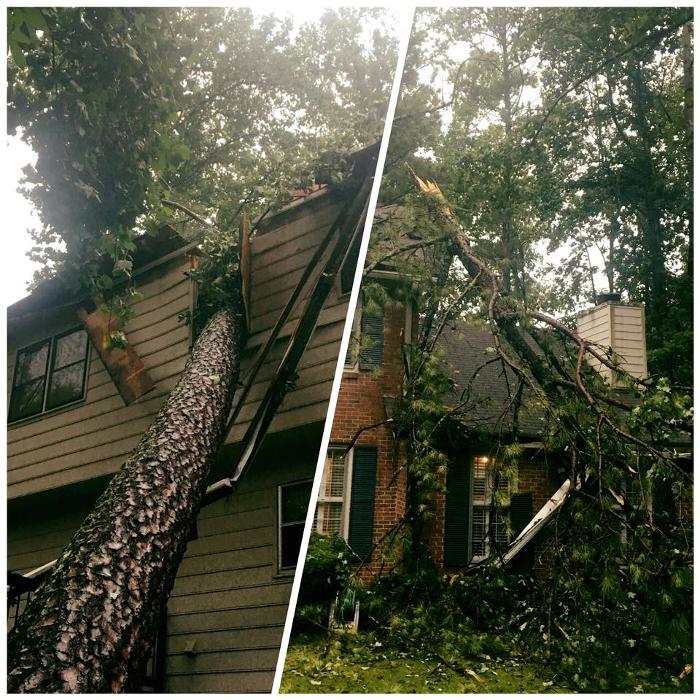 Southeast Tree - Marietta, GA