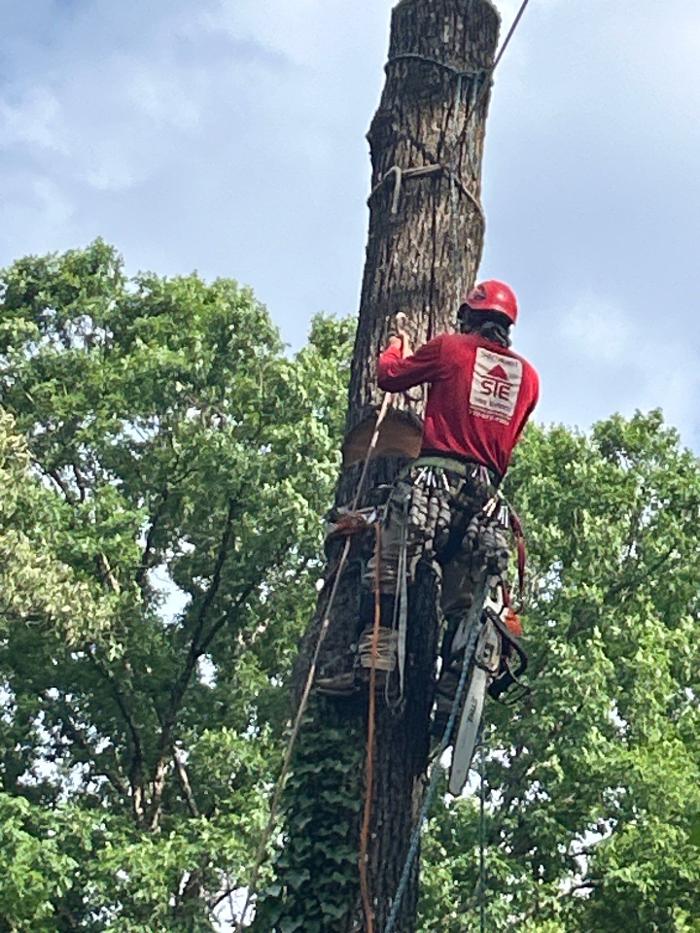 Southeast Tree - Marietta, GA