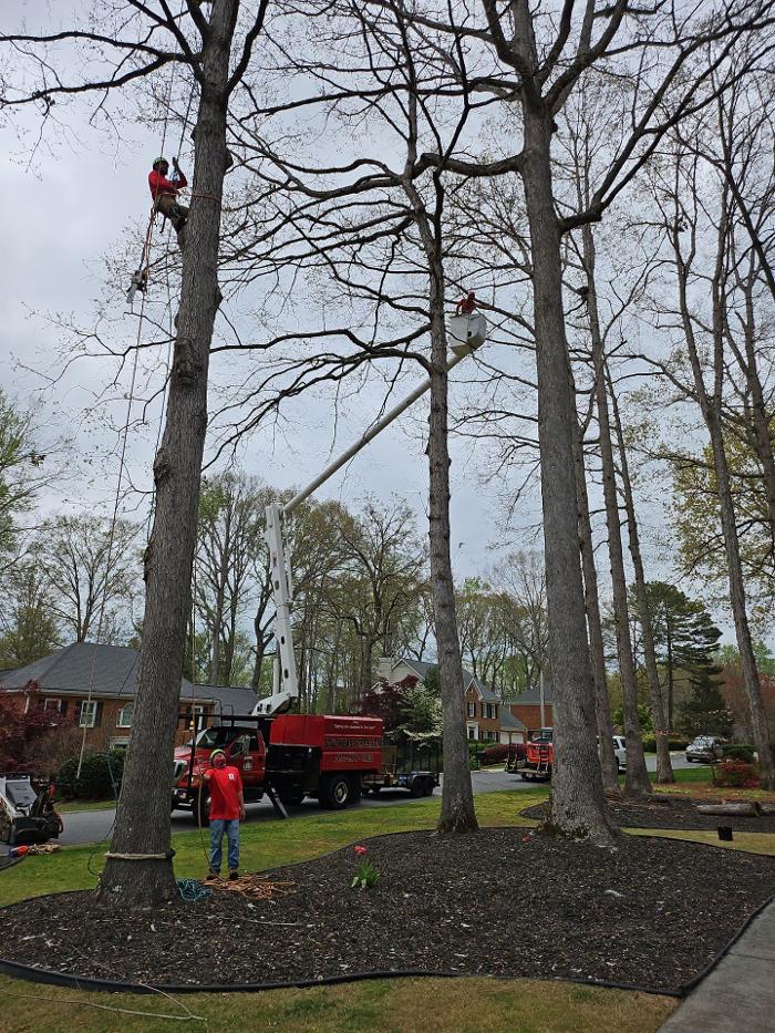 Southeast Tree - Marietta, GA