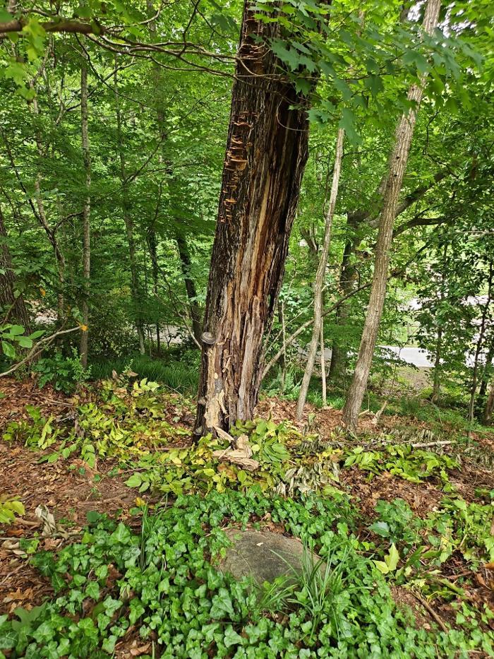 Southeast Tree - Marietta, GA