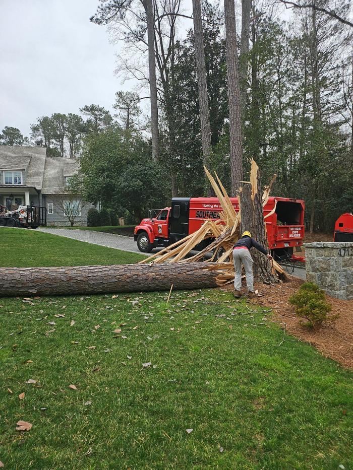 Southeast Tree - Marietta, GA