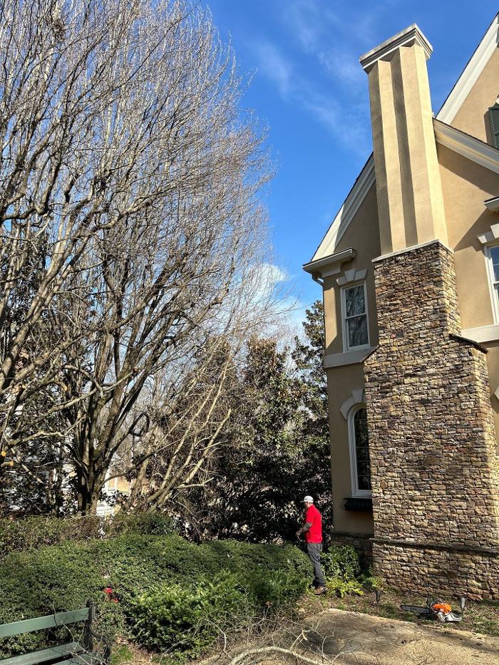Southeast Tree - Marietta, GA