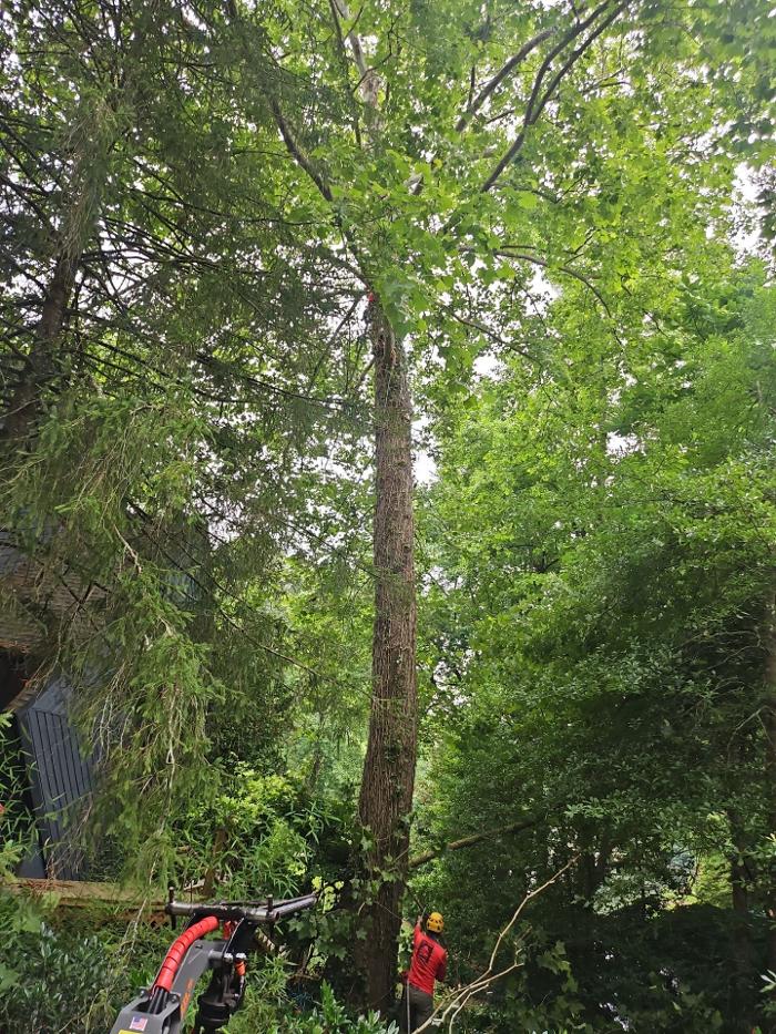 Southeast Tree - Marietta, GA