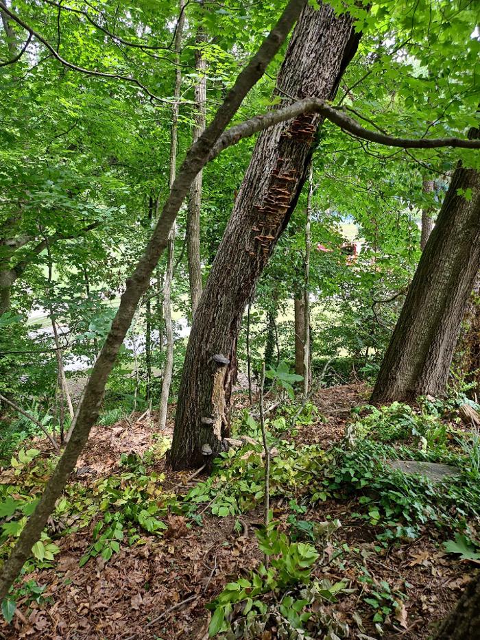 Southeast Tree - Marietta, GA