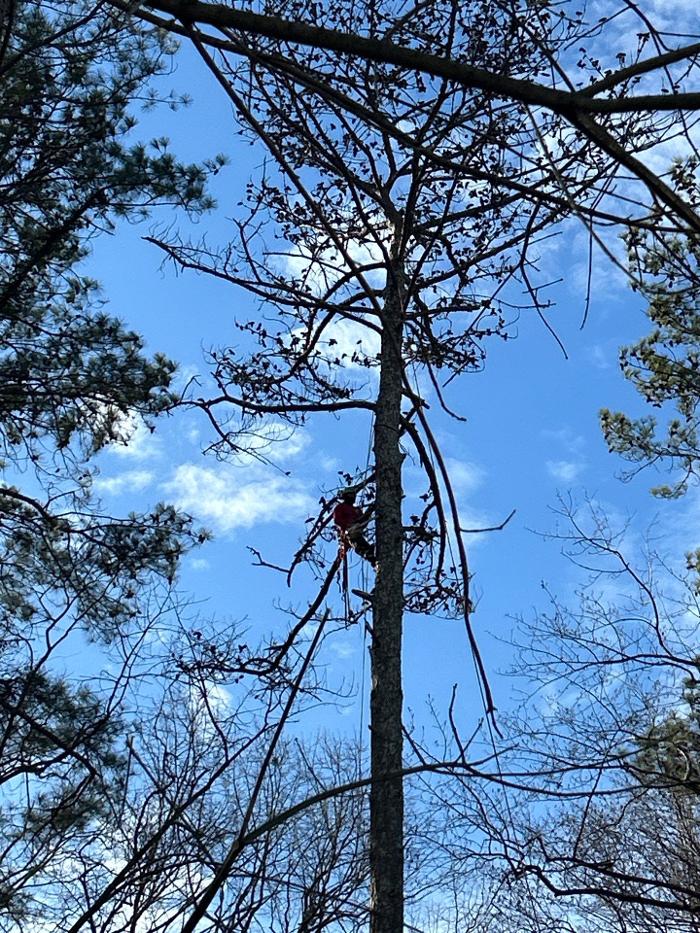 Southeast Tree - Marietta, GA