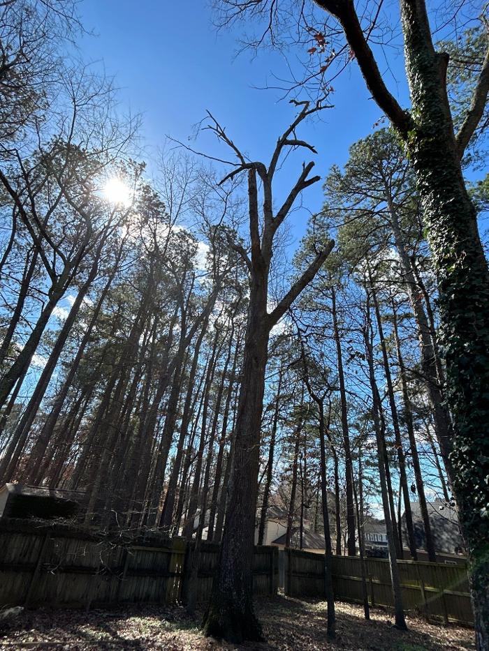 Southeast Tree - Marietta, GA