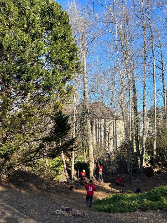 Southeast Tree - Marietta, GA