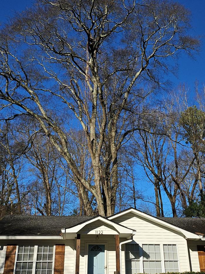 Southeast Tree - Marietta, GA