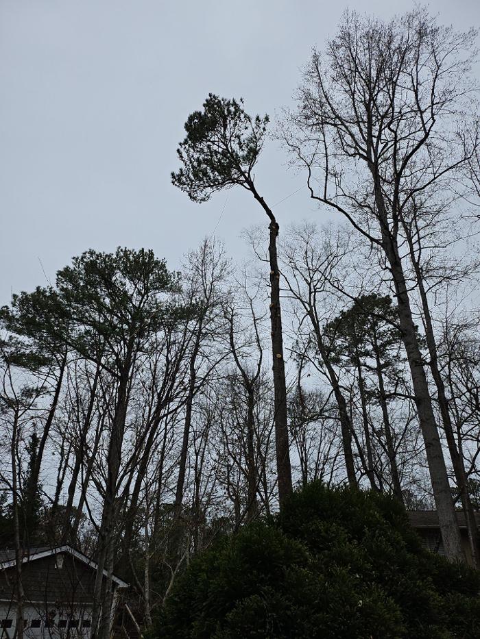 Southeast Tree - Marietta, GA