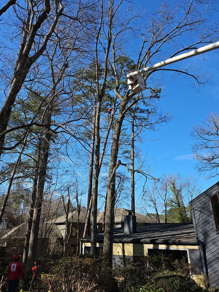 Southeast Tree - Marietta, GA