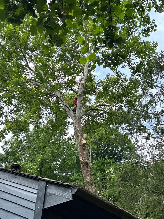 Southeast Tree - Marietta, GA