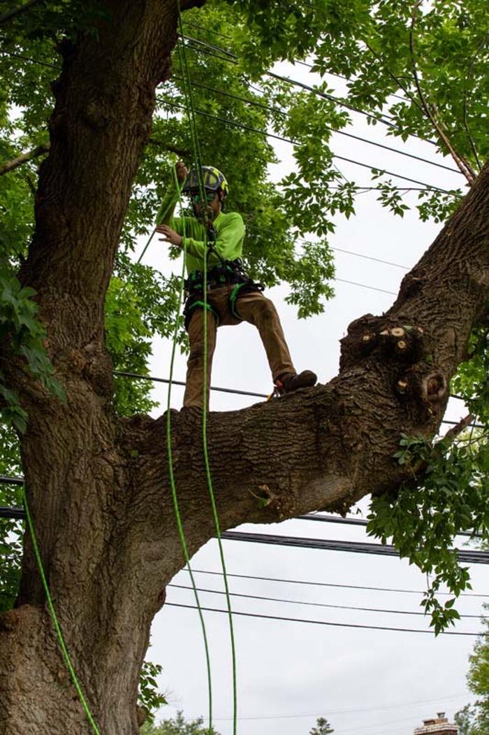 Tip Top Timber Co. - Armada, MI