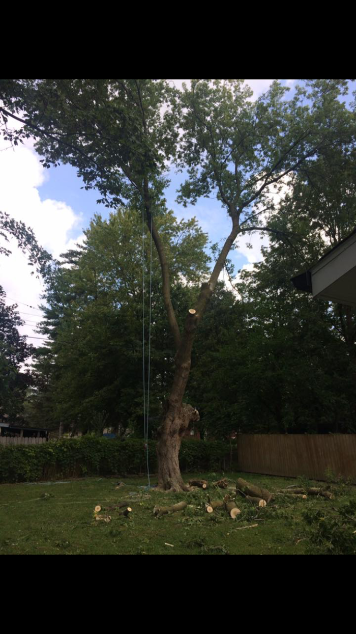 Tip Top Timber Co. - Armada, MI