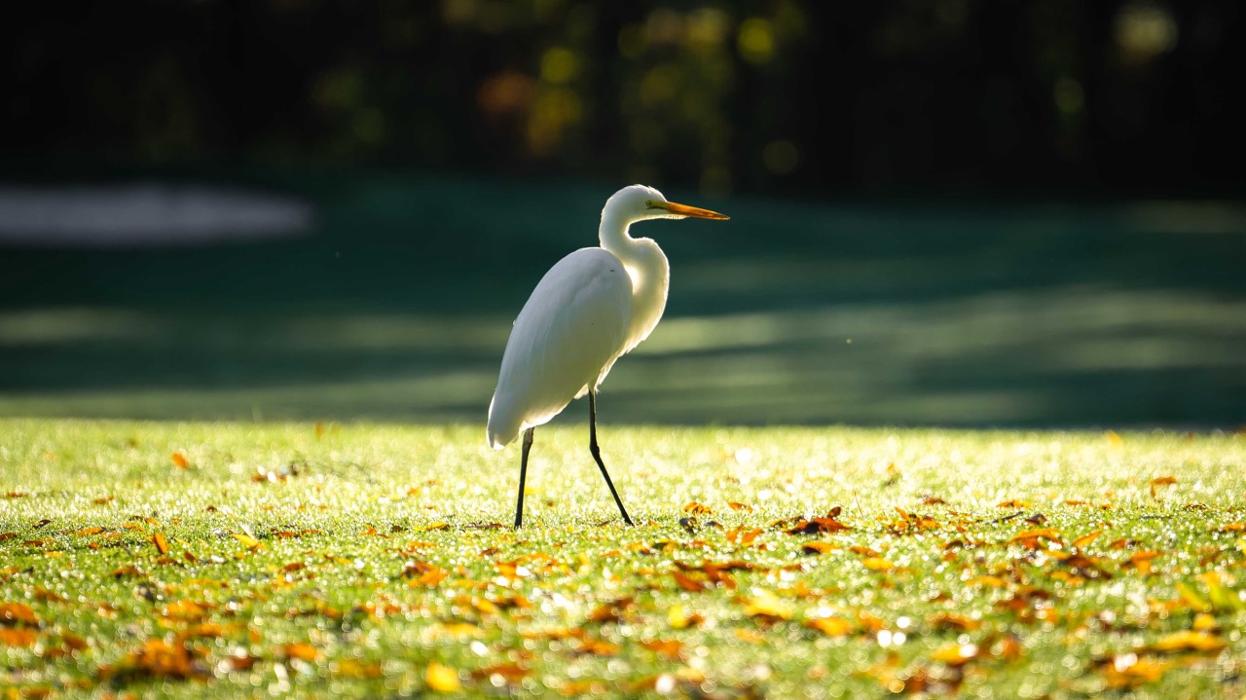 Cameron Park Country Club - Shingle Springs, CA