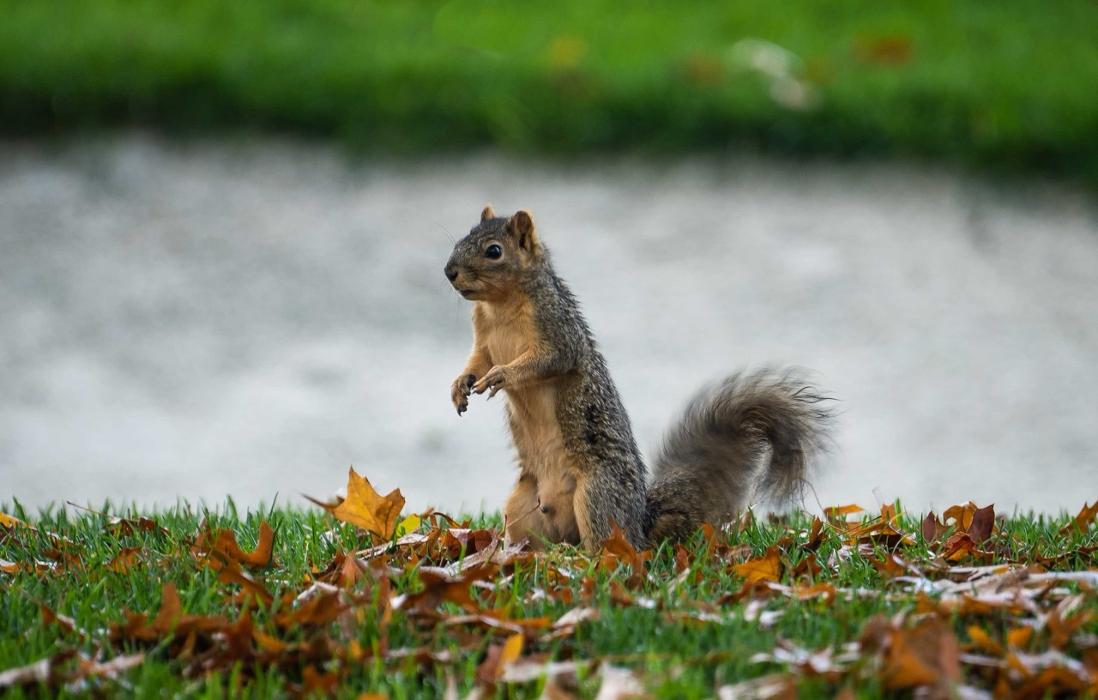 Cameron Park Country Club - Shingle Springs, CA
