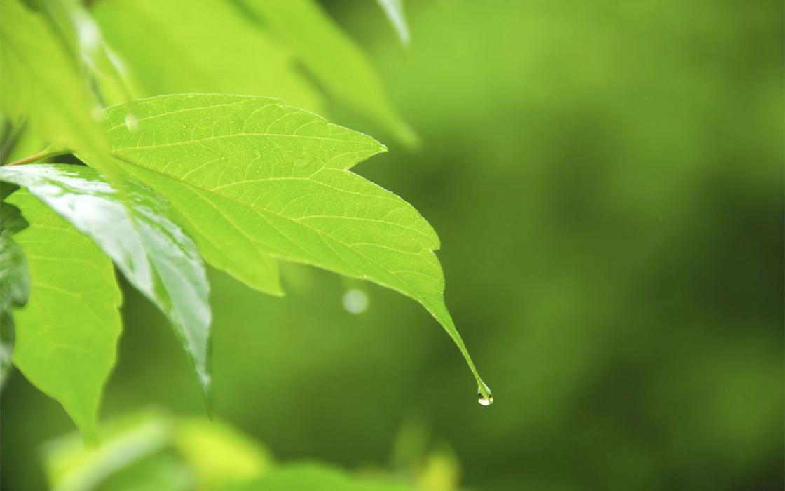 Sutherland Carpet and Upholstery Cleaning Image