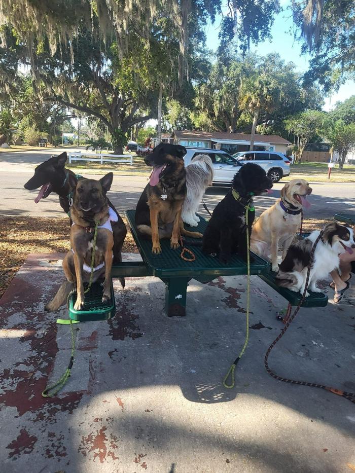 Good Dawg Dog Training - Saint Cloud, FL