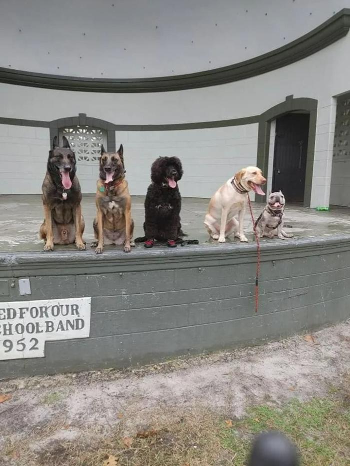 Good Dawg Dog Training - Saint Cloud, FL