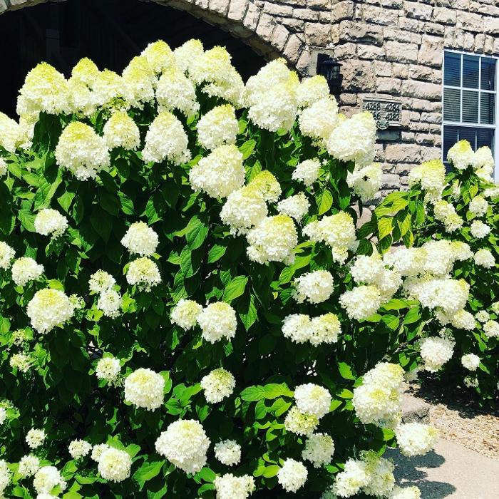 Camden Place - Dublin, OH