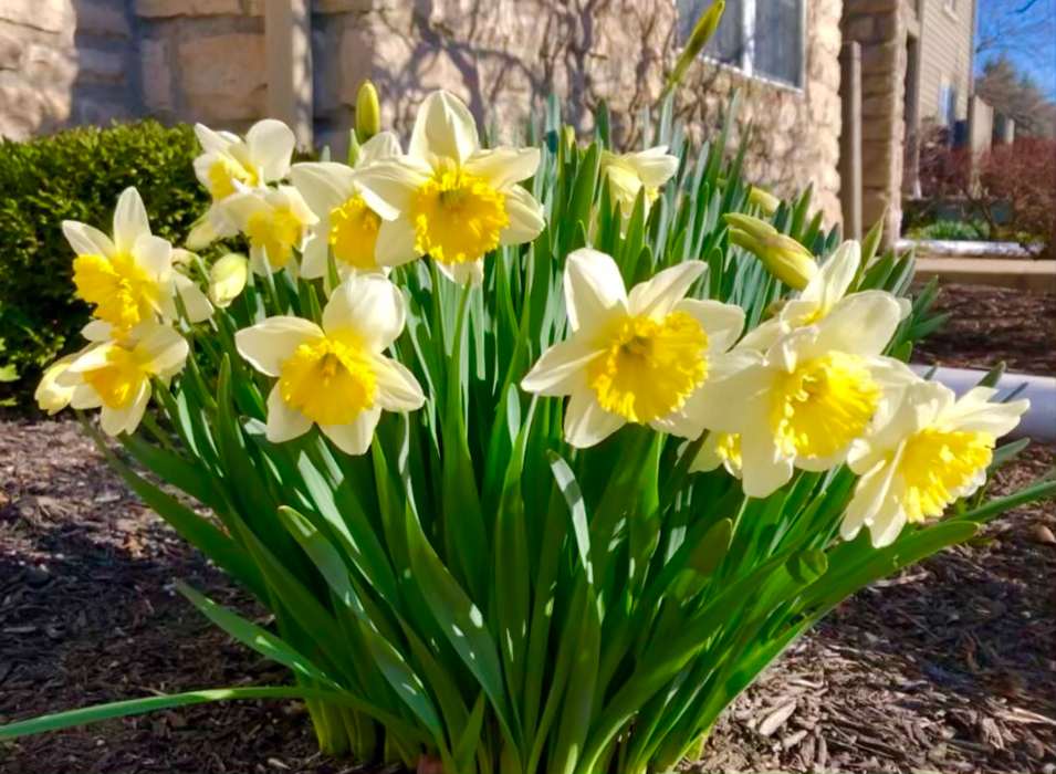 Camden Place - Dublin, OH