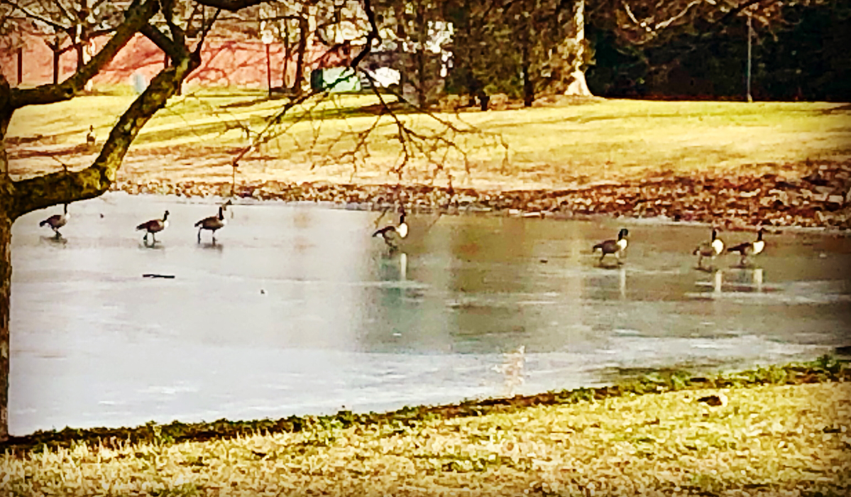 Camden Place - Dublin, OH