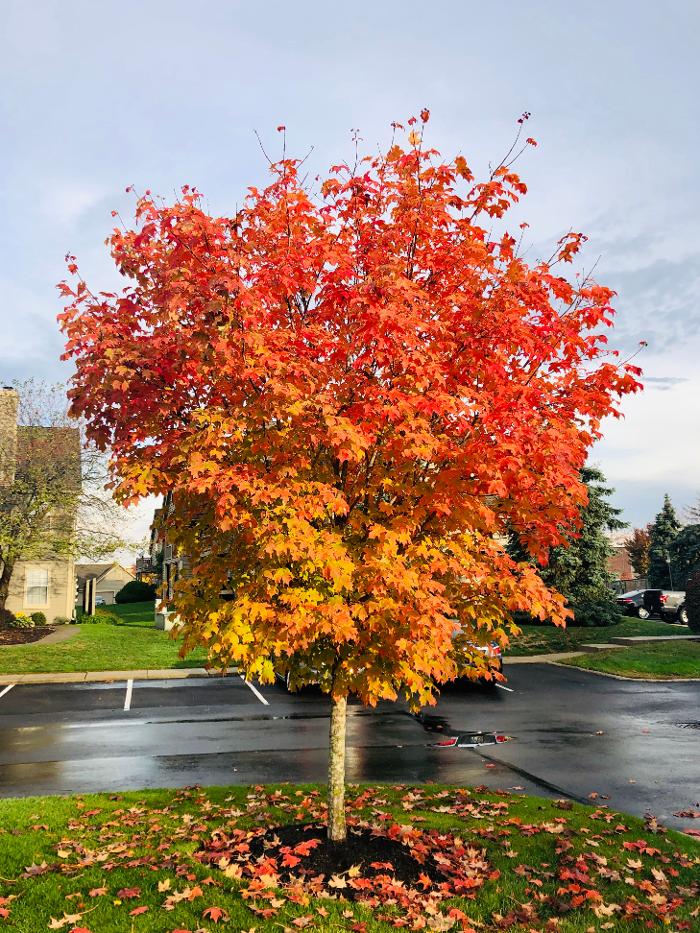 Camden Place - Dublin, OH