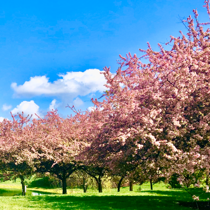 Camden Place - Dublin, OH