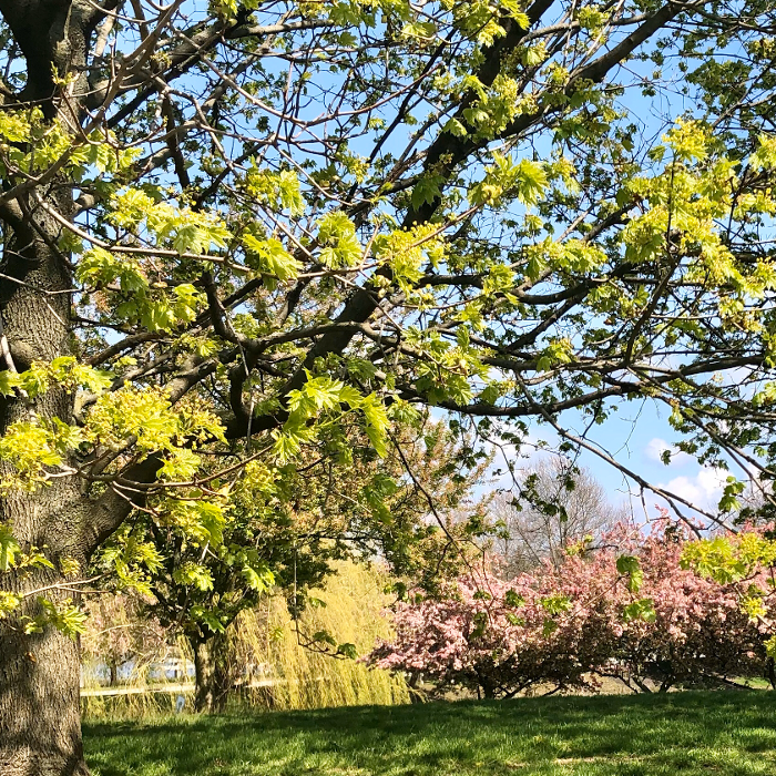 Camden Place - Dublin, OH
