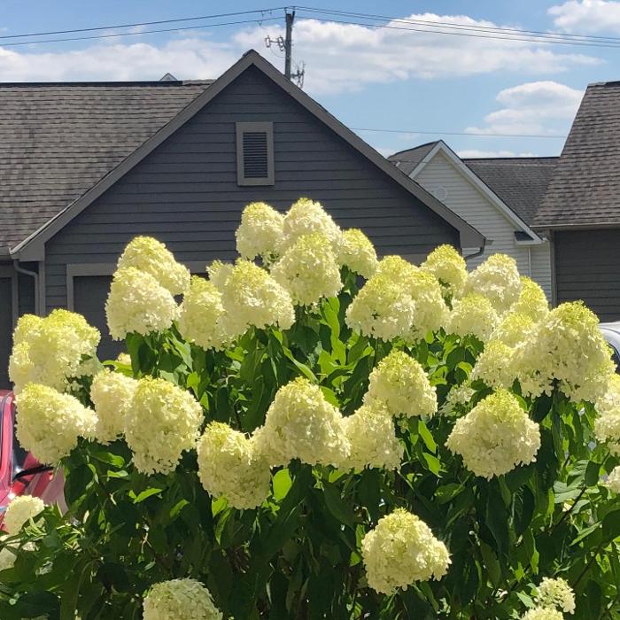 Camden Place - Dublin, OH