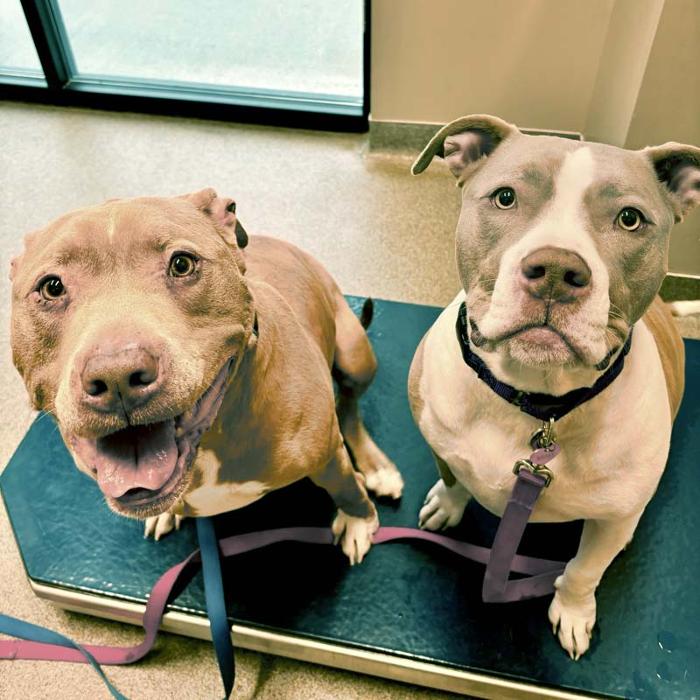 Broad Ripple Pet Wellness Clinic - Indianapolis, IN