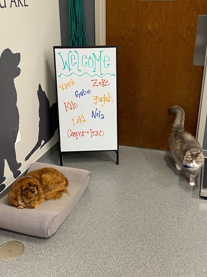 Broad Ripple Pet Wellness Clinic - Indianapolis, IN