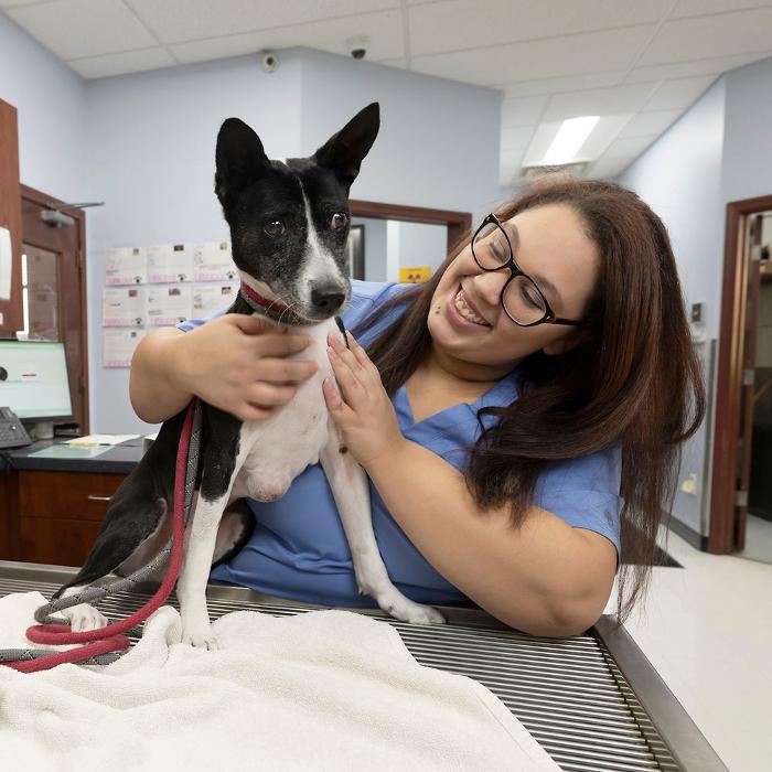 Bridgeview Pet Wellness Clinic - Fishers, IN