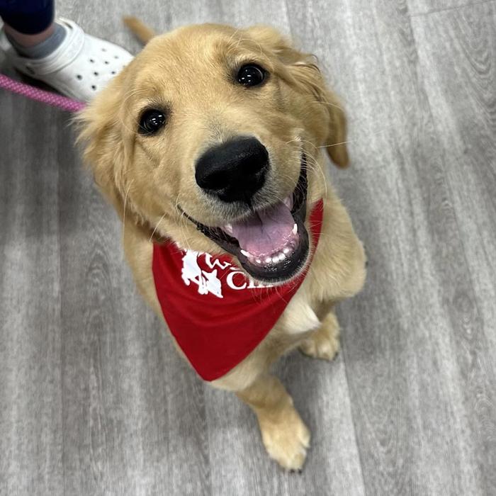 Bridgeview Pet Wellness Clinic - Fishers, IN