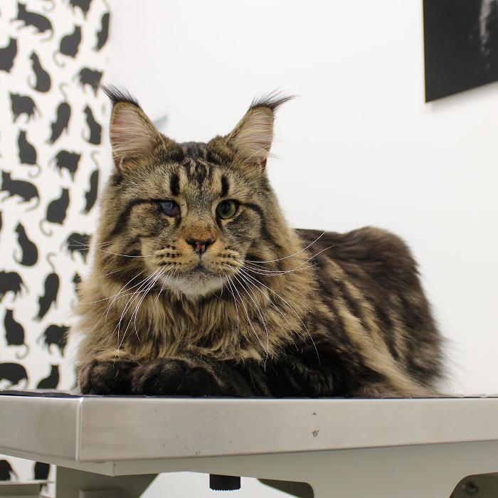 Coventry Veterinary Clinic