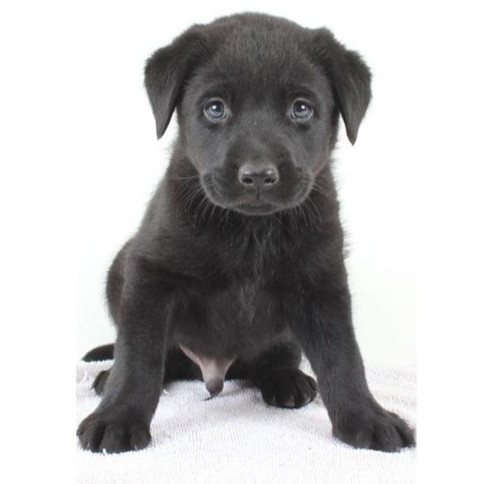 Labpups.com