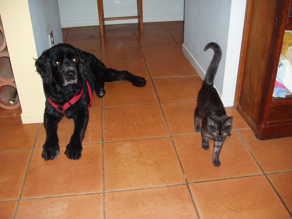 All Pets Medical and Surgical Center - Pomona, CA