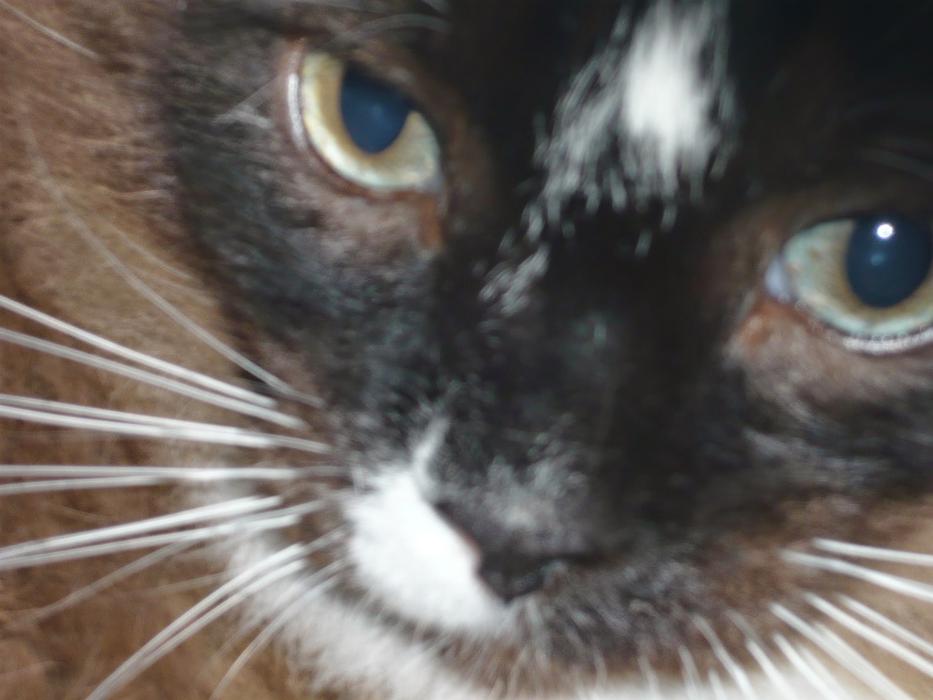 All Pets Medical and Surgical Center - Pomona, CA