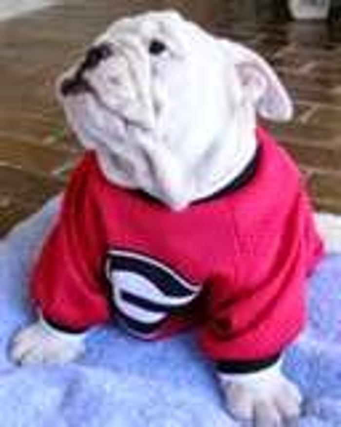 All Pets Medical and Surgical Center - Pomona, CA