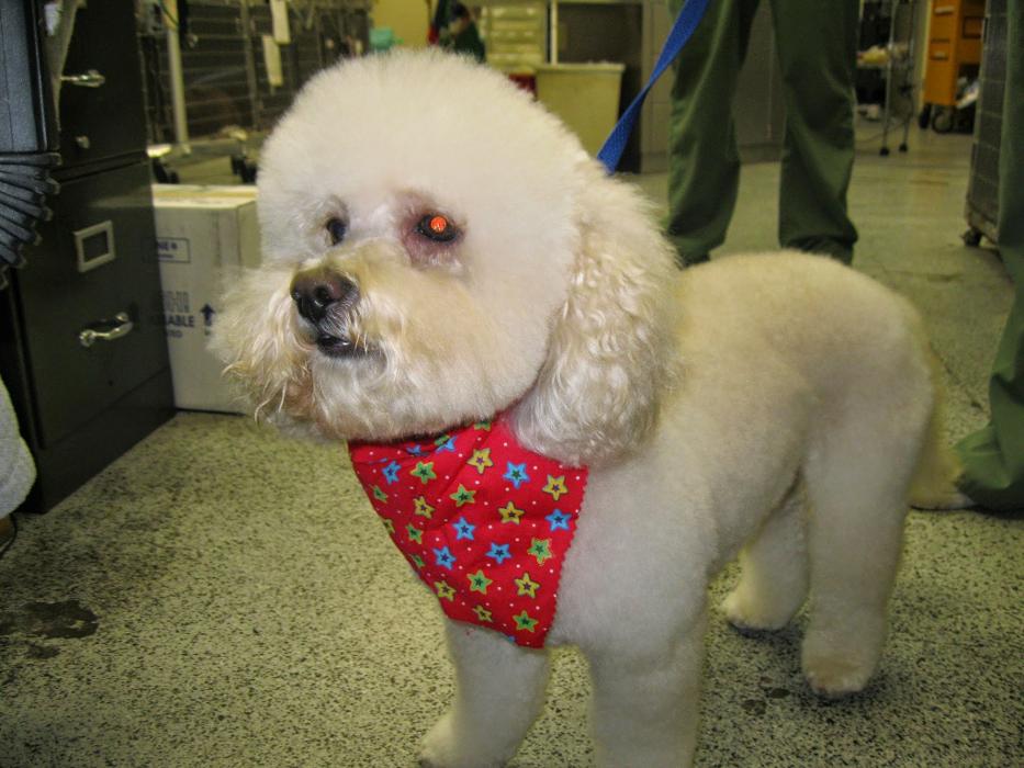 All Pets Medical and Surgical Center - Pomona, CA