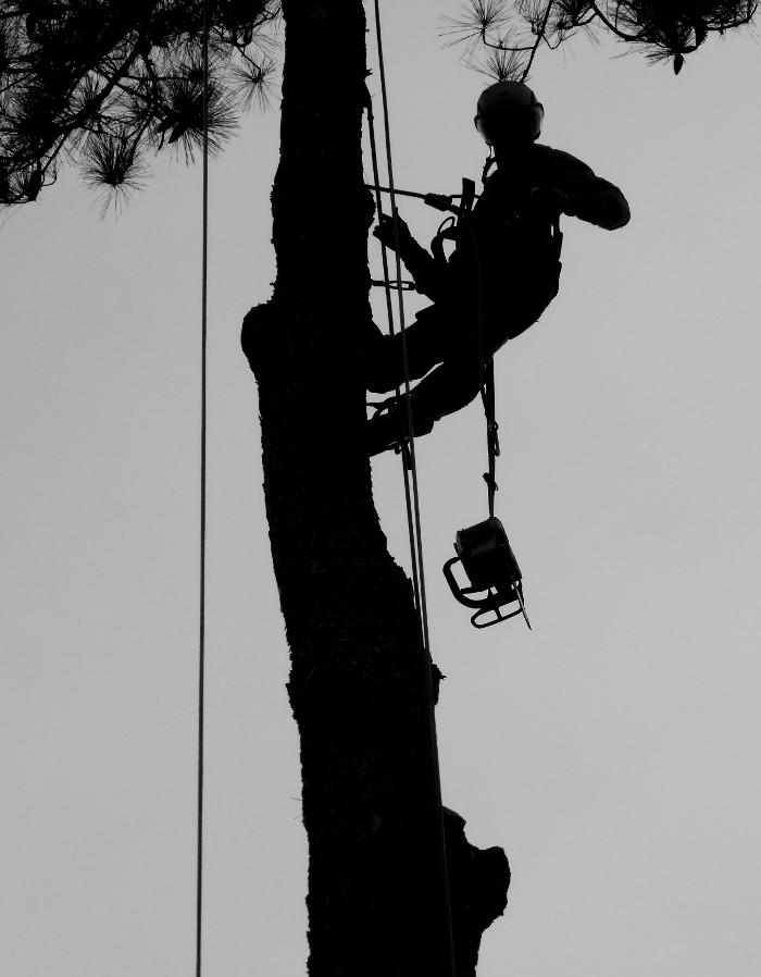 Bear&apos;s Insured Tree Service Logo
