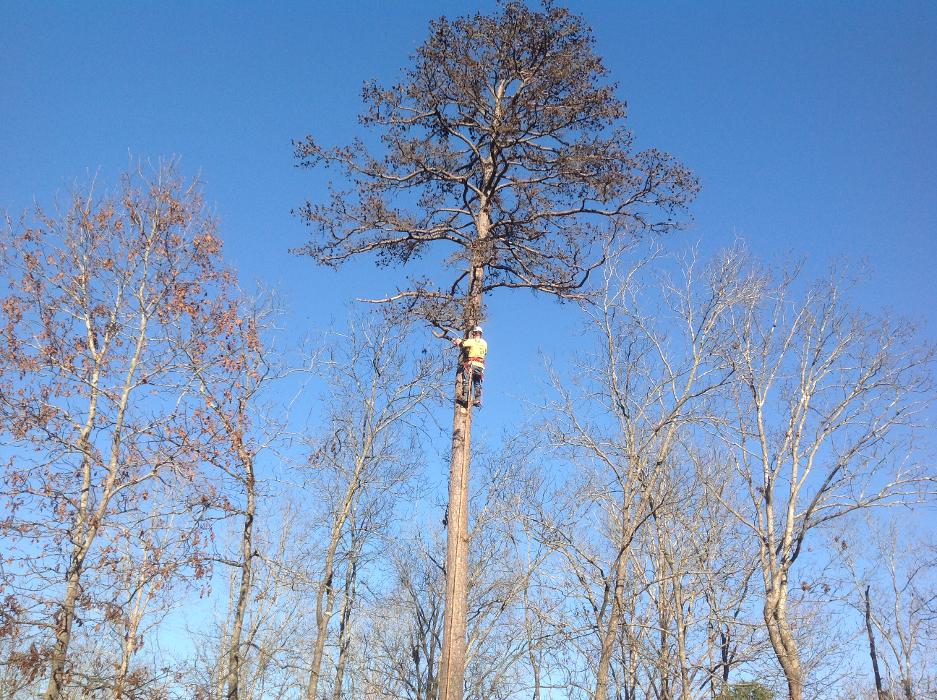 Bear's Insured Tree Service Image