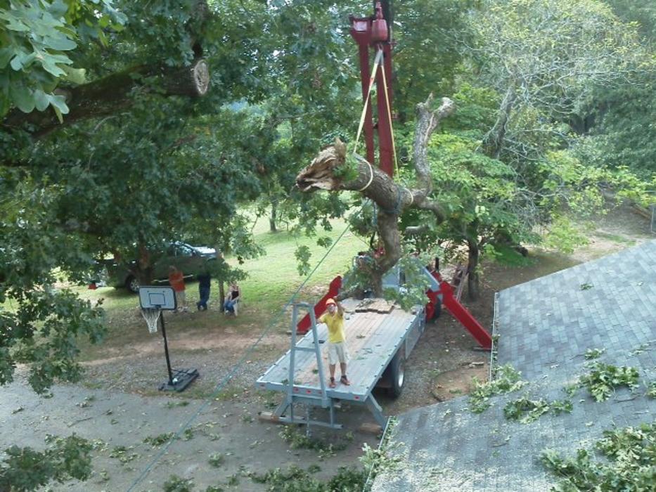 Bear's Insured Tree Service Image