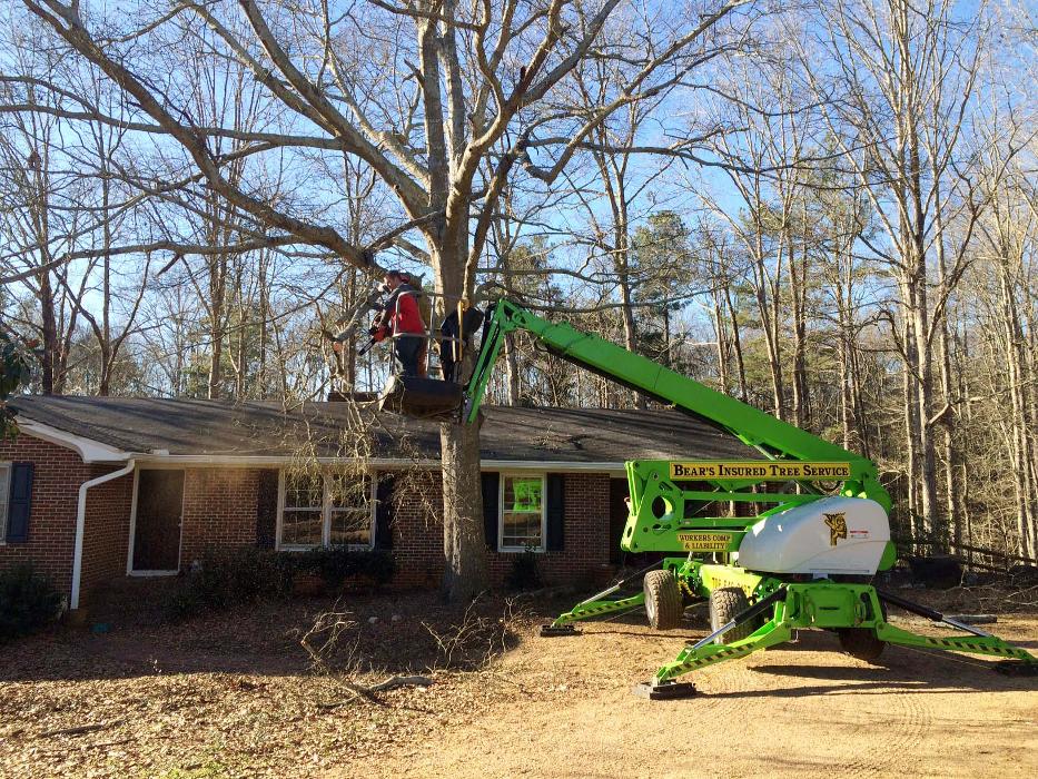 Bear's Insured Tree Service Image