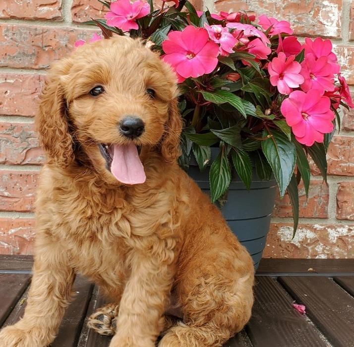 Mini Goldendoodle pup - ready for spring