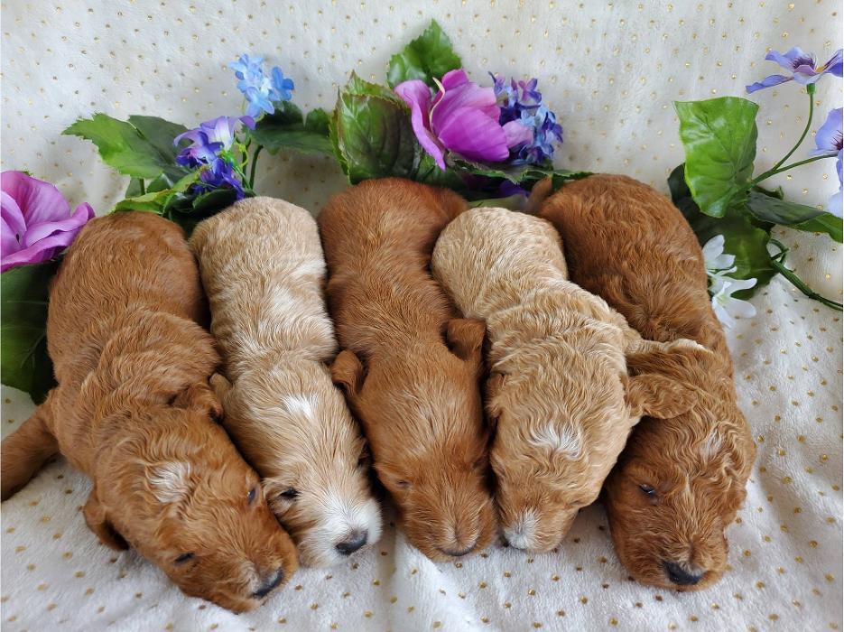 Mini Goldendoodle puppies