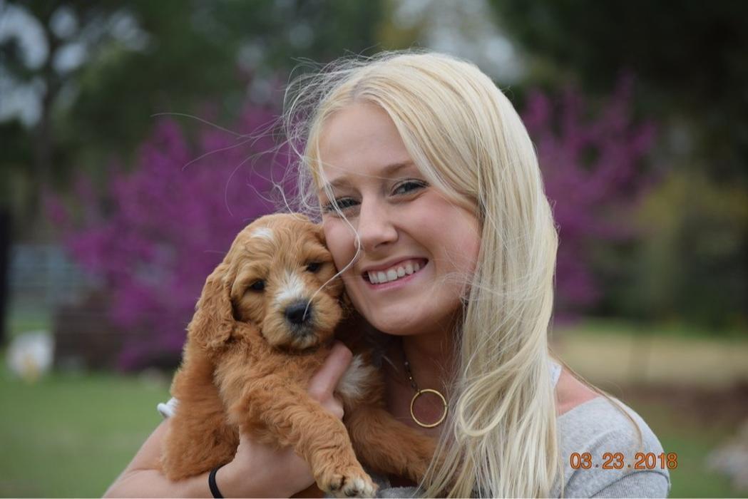 Who doesn't love Mini Goldendoodle kisses?