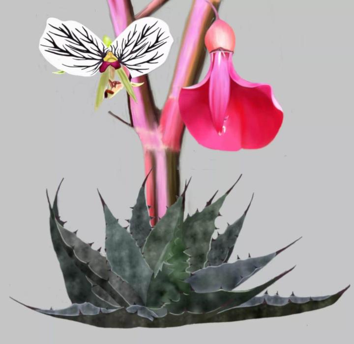 Hort'is Viridios jardinerie, végétaux et article de jardin (détail)