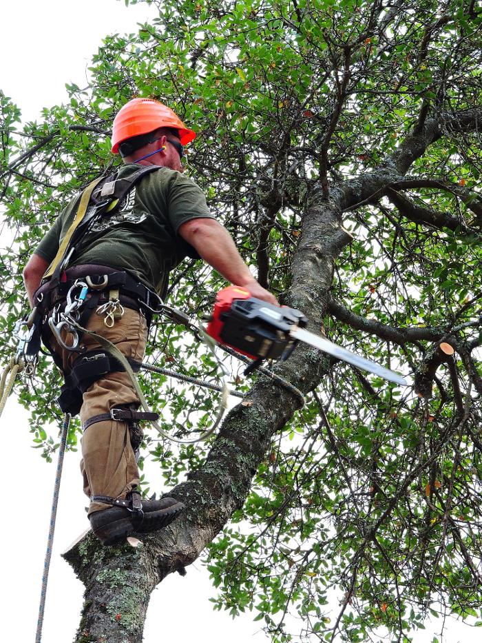 Timmerman Tree Service Image