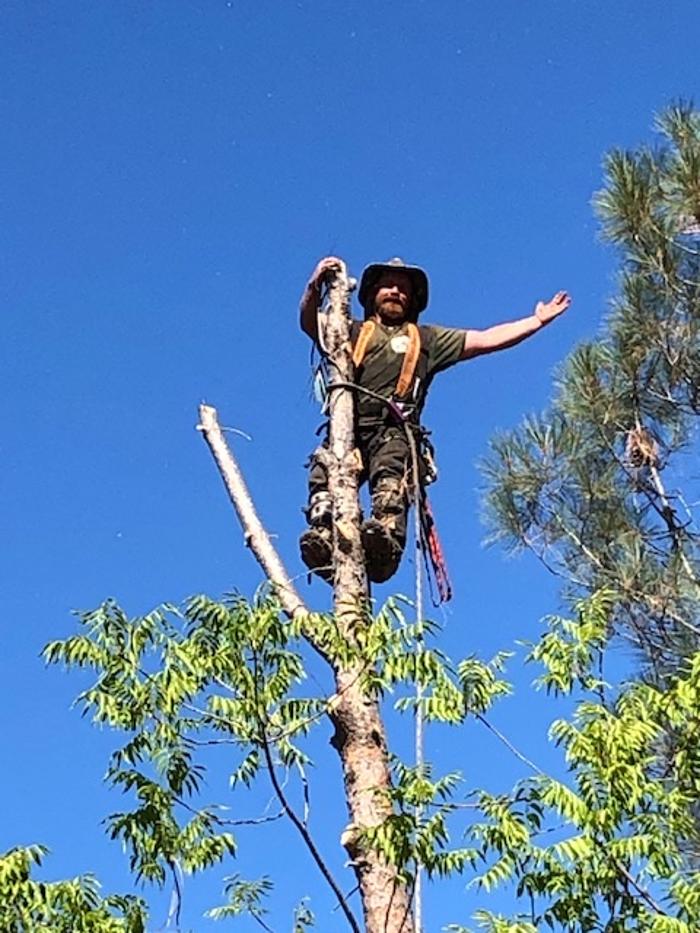 Timmerman Tree Service Image